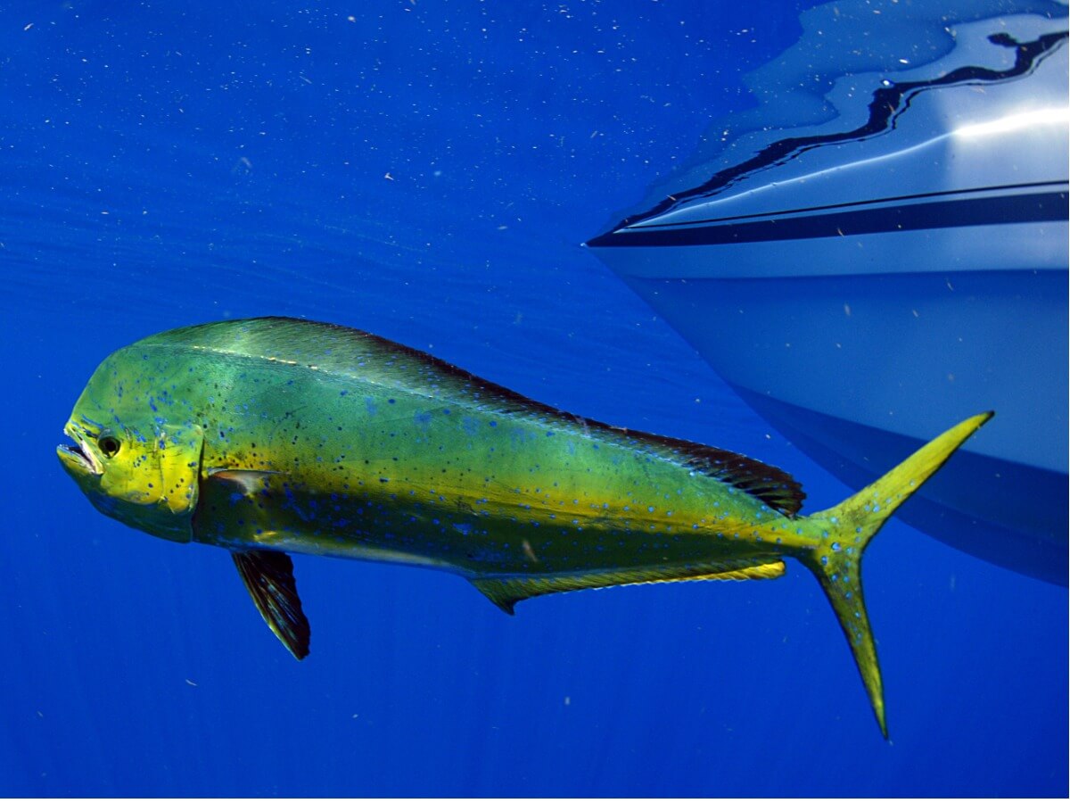 Uno de los peces más veloces del mundo