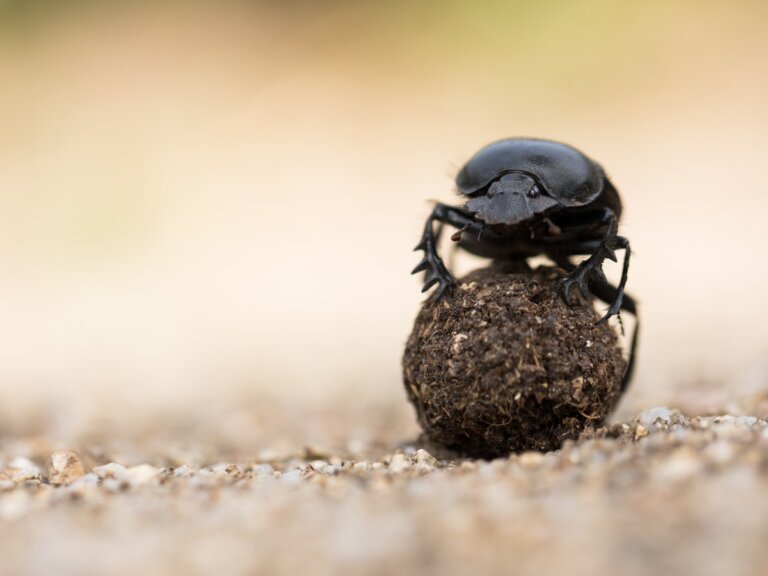 5 curiosidades del escarabajo pelotero