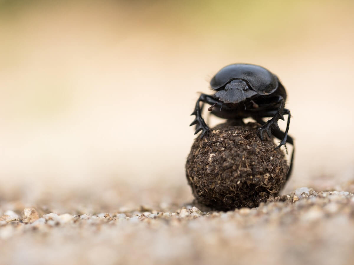 Le curiosità dello scarabeo stercorario sono molteplici.