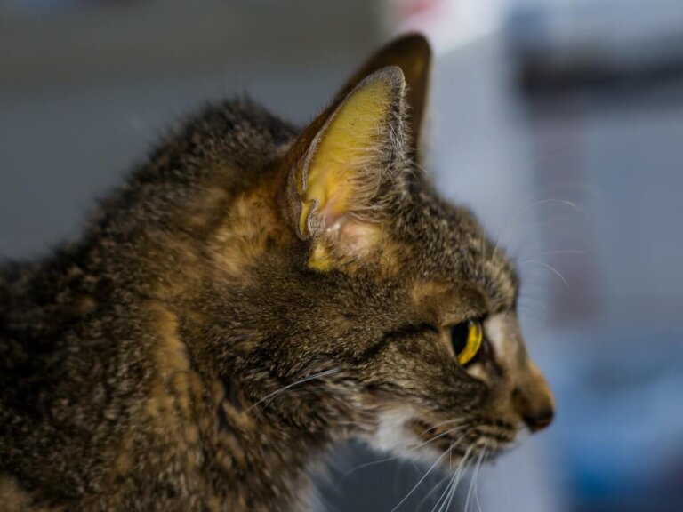 Ictericia en gatos: síntomas, causas y tratamientos