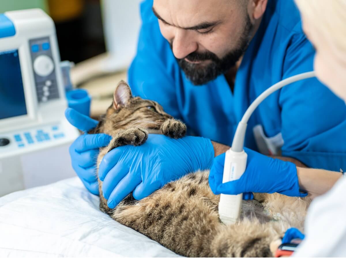 Un chat avec ascite chez le vétérinaire.