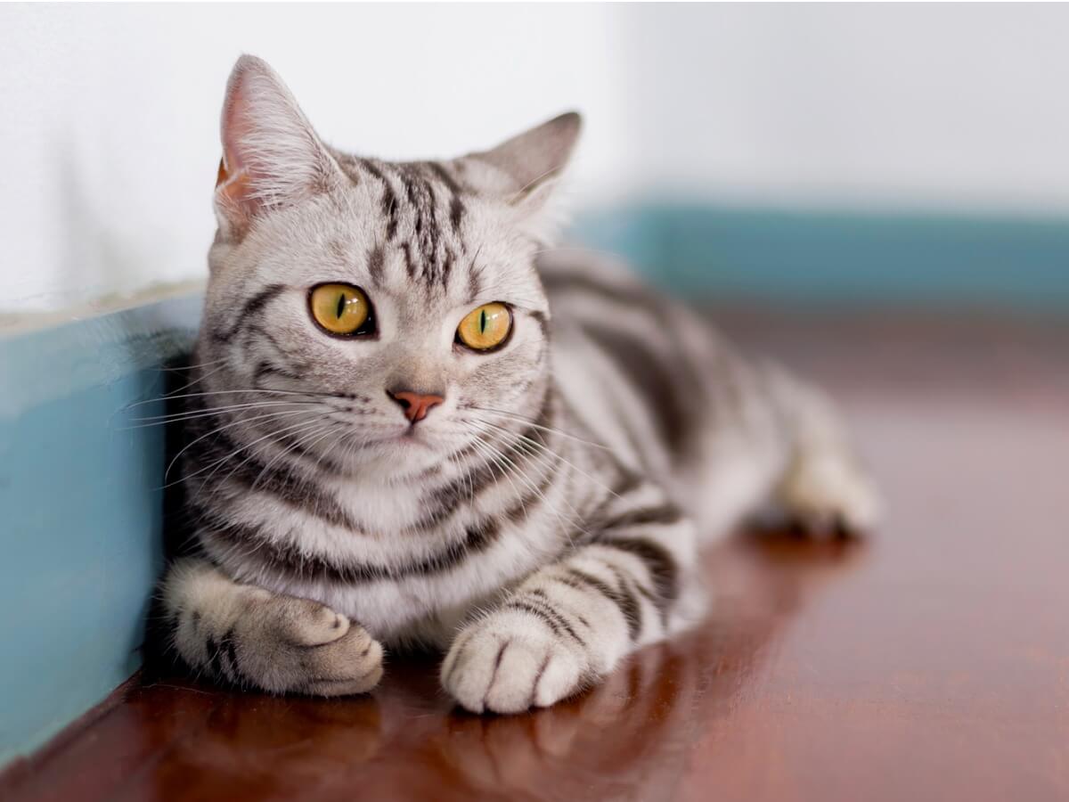 Un american shorthair.