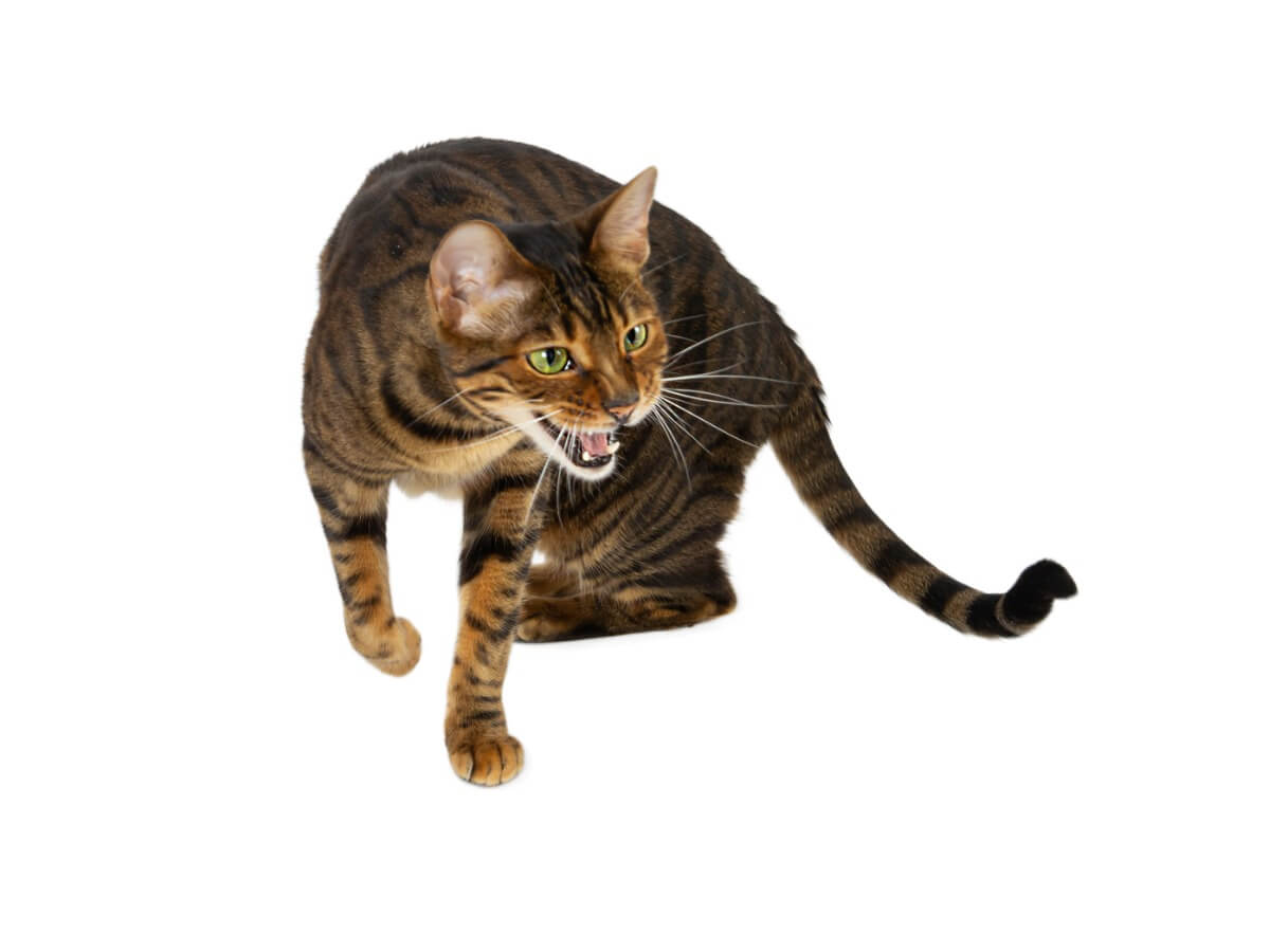 Was tun, wenn Ihre Katze viel miaut?