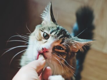 8 claves sobre la alimentación del gato según su edad