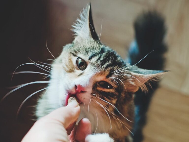 8 claves sobre la alimentación del gato según su edad