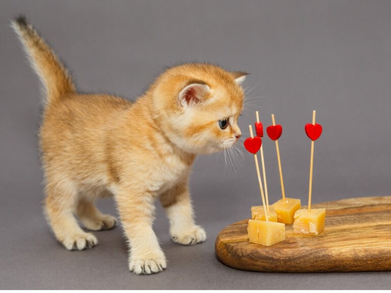 ¿Los gatos pueden comer queso?