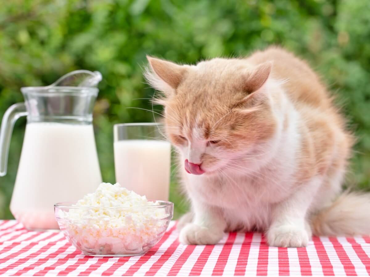 En katt äter en ost.