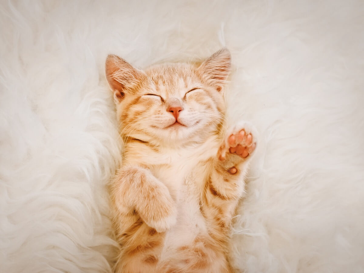 ¿Alguna vez te has preguntado cómo son las posiciones del gato al dormir?
