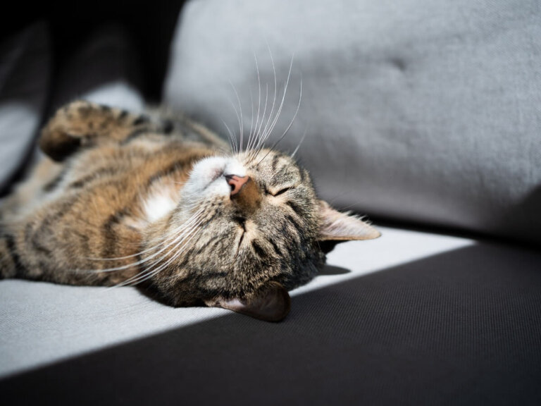 ¿Por qué mi gato encoge sus patas cuando duerme?