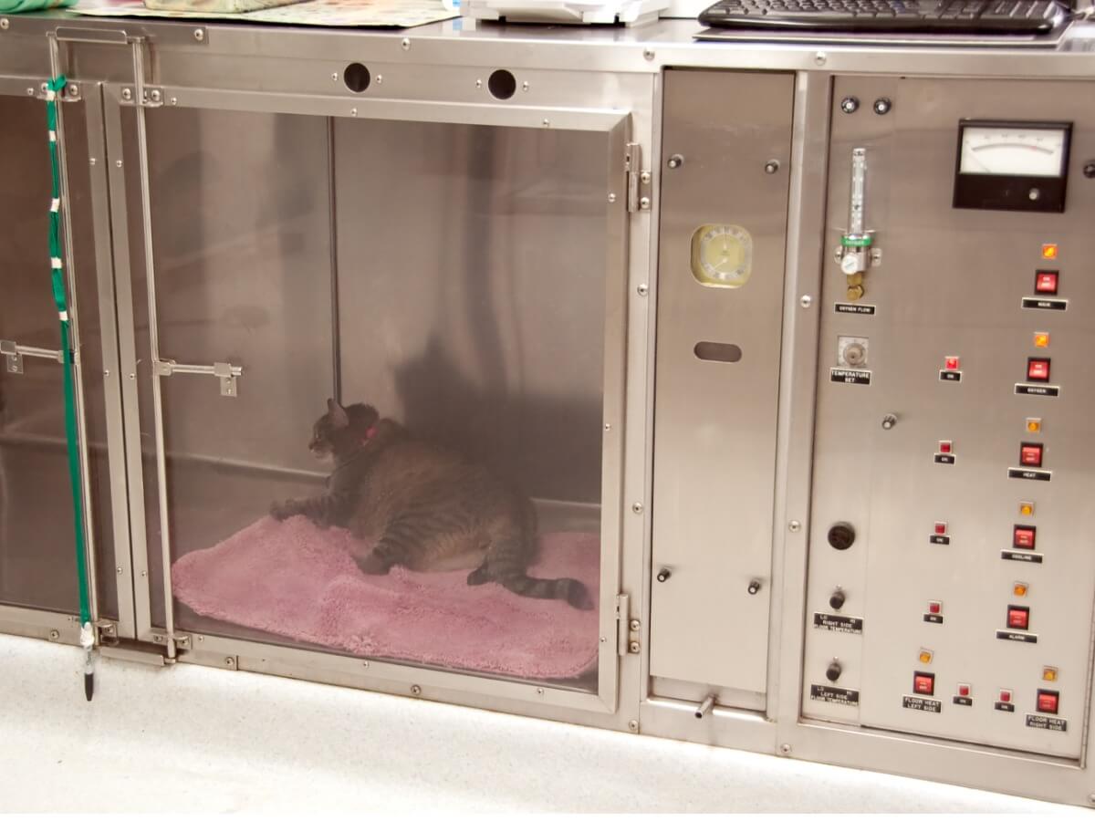 Un gatto malato in una scatola di ossigeno.