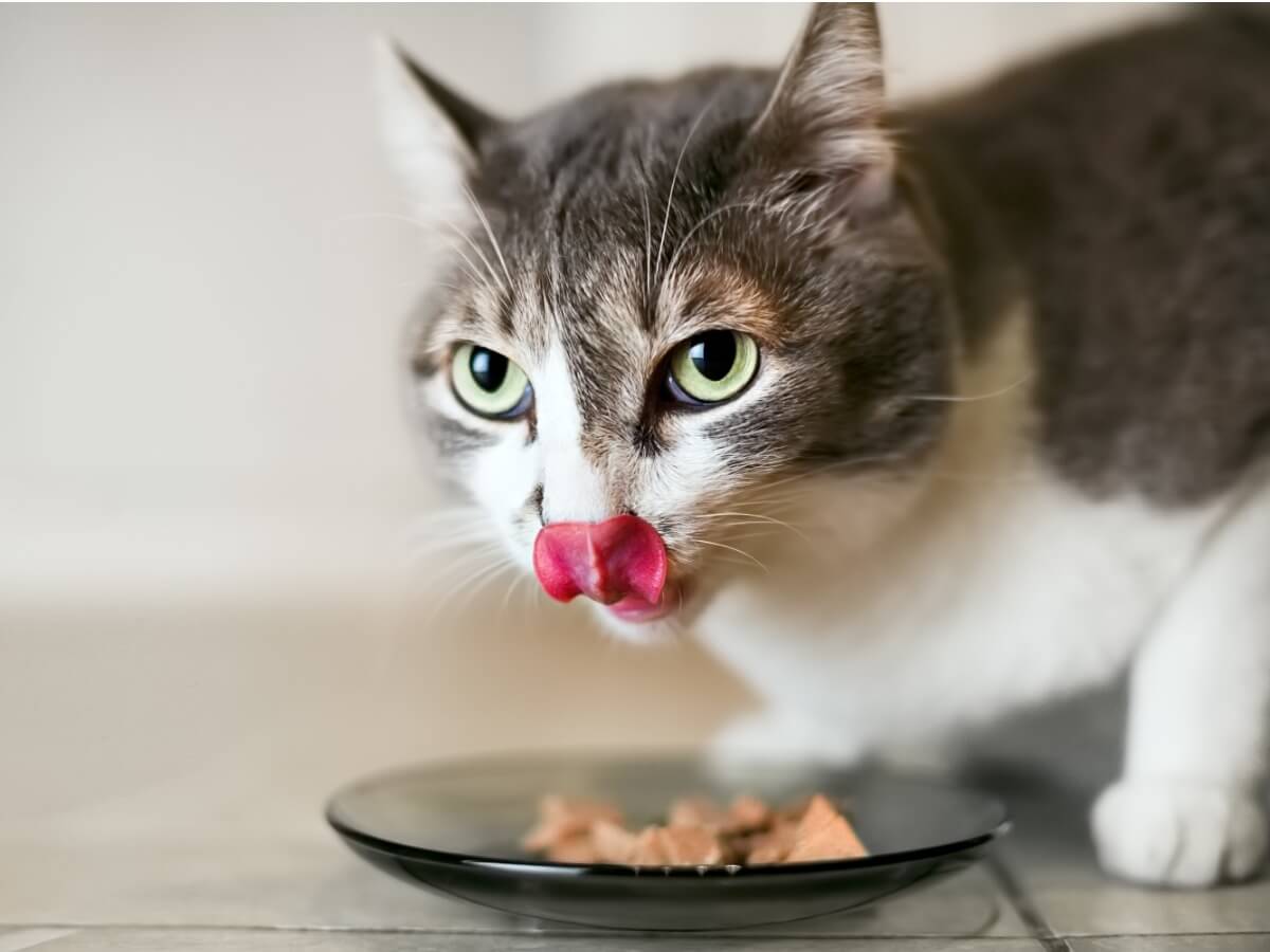 Un gato enfermo comiendo.