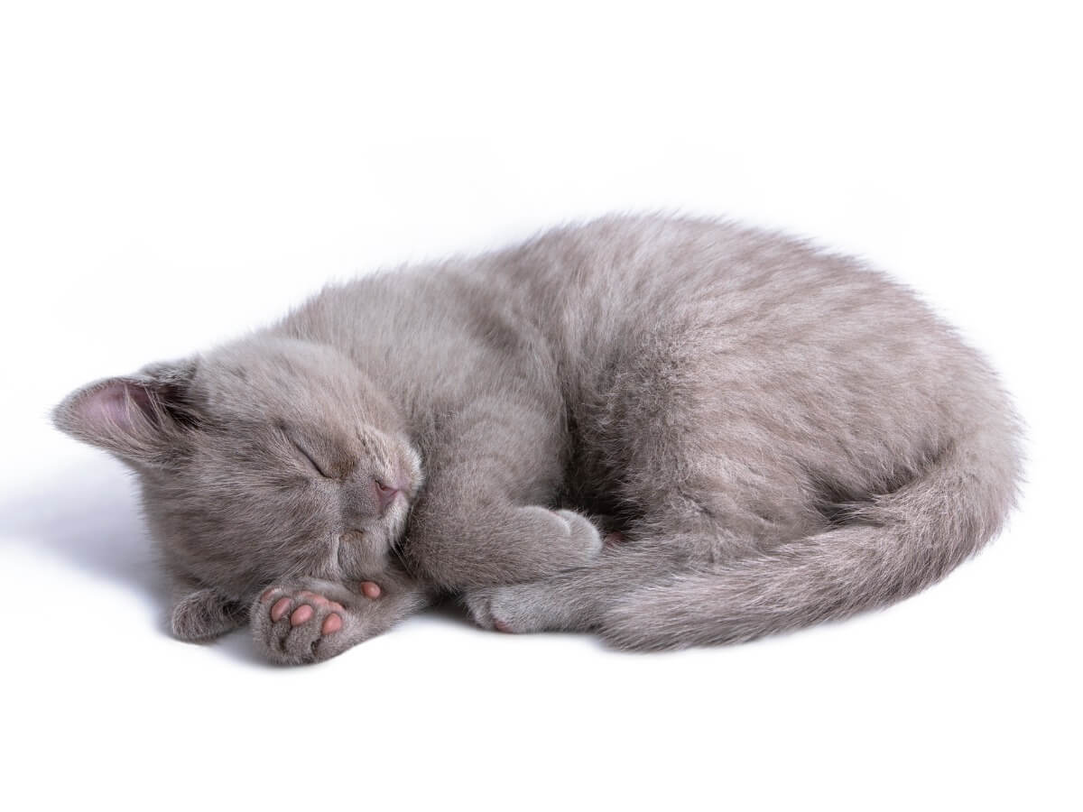 Un gatto rannicchiato su uno sfondo bianco.
