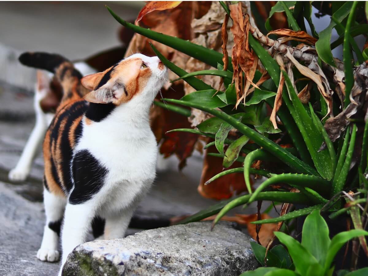 Eine Katze riecht an einer Aloe vera Pflanze