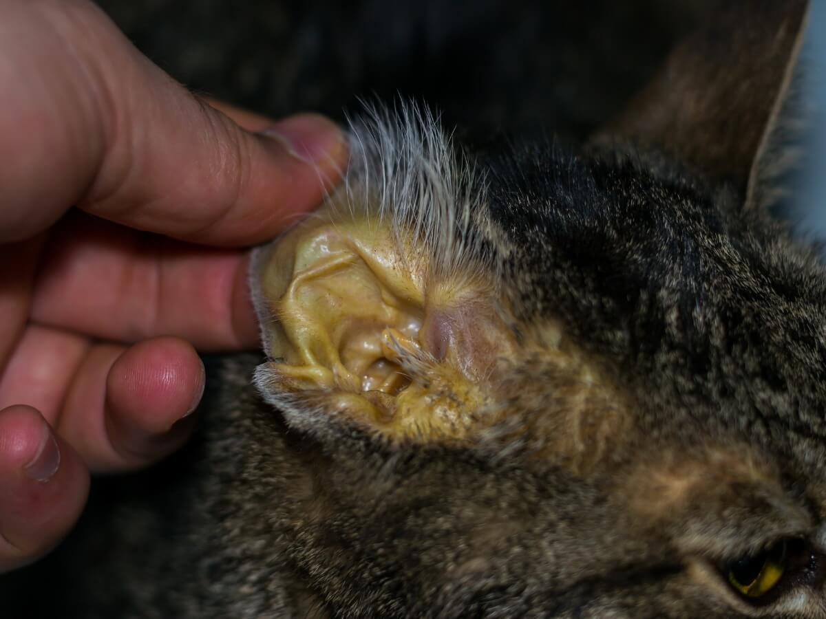 Un gato con ictericia y un fallo hepático.
