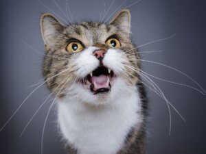 Mi gato maúlla mucho: 7 causas y soluciones