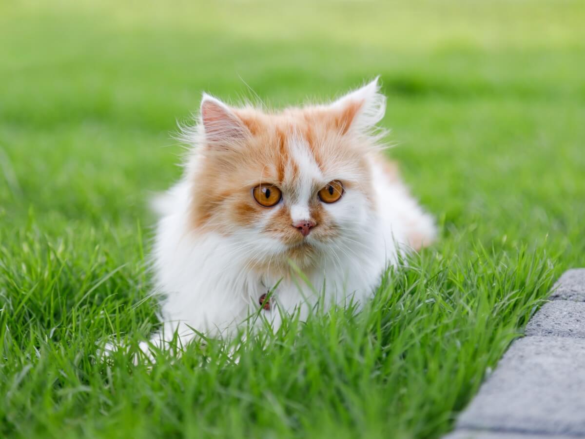 Otro de los tipos de gato persa.
