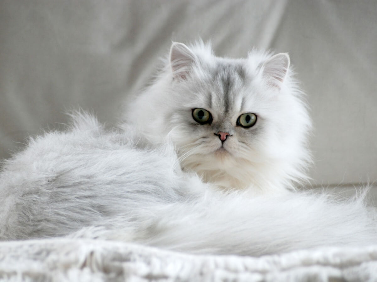 Um gato persa branco.