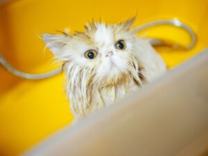 6 pasos para bañar un gato persa