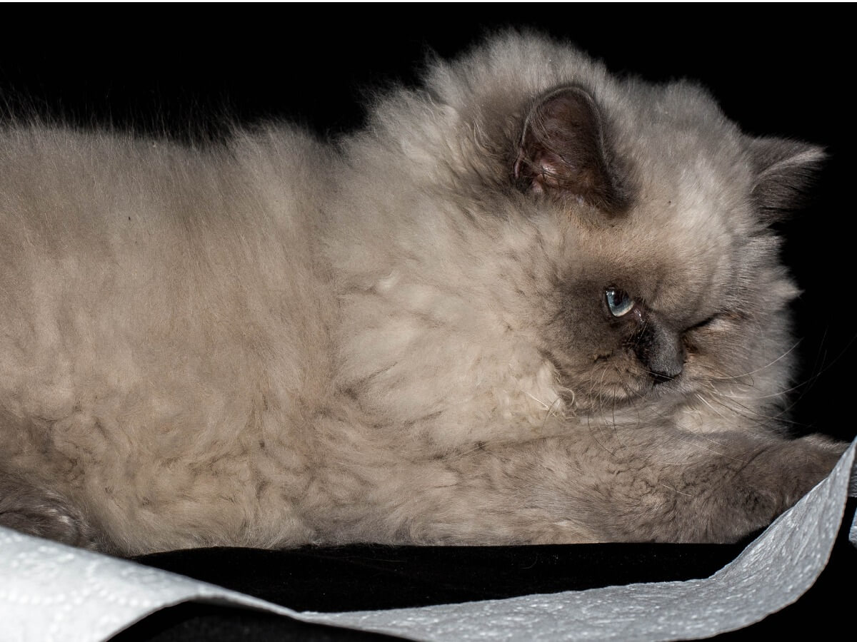 A Persian Himalayan cat.