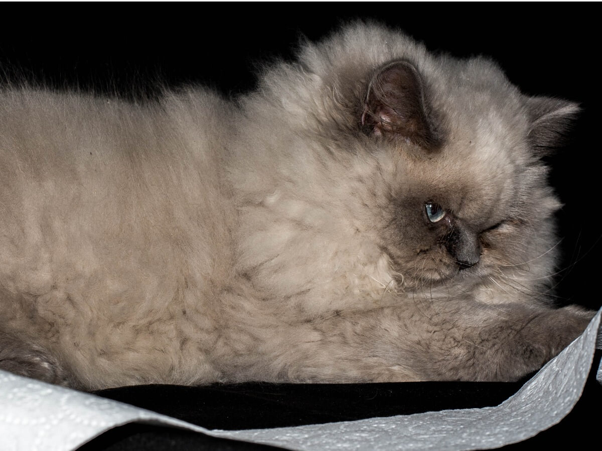 7 types de chat persan 7 types de chat persan