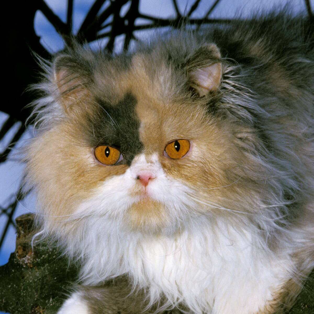 Un altro tipo di gatto persiano.