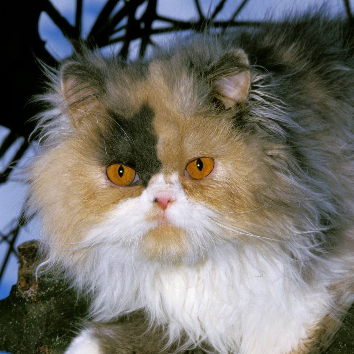 Otro de los tipos de gato persa.