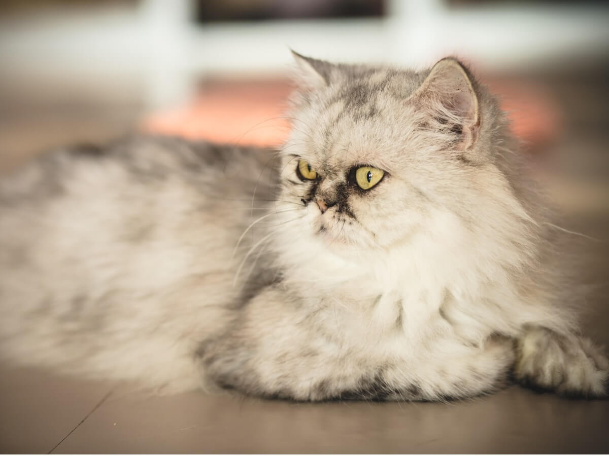 un chat persan argenté et doré.