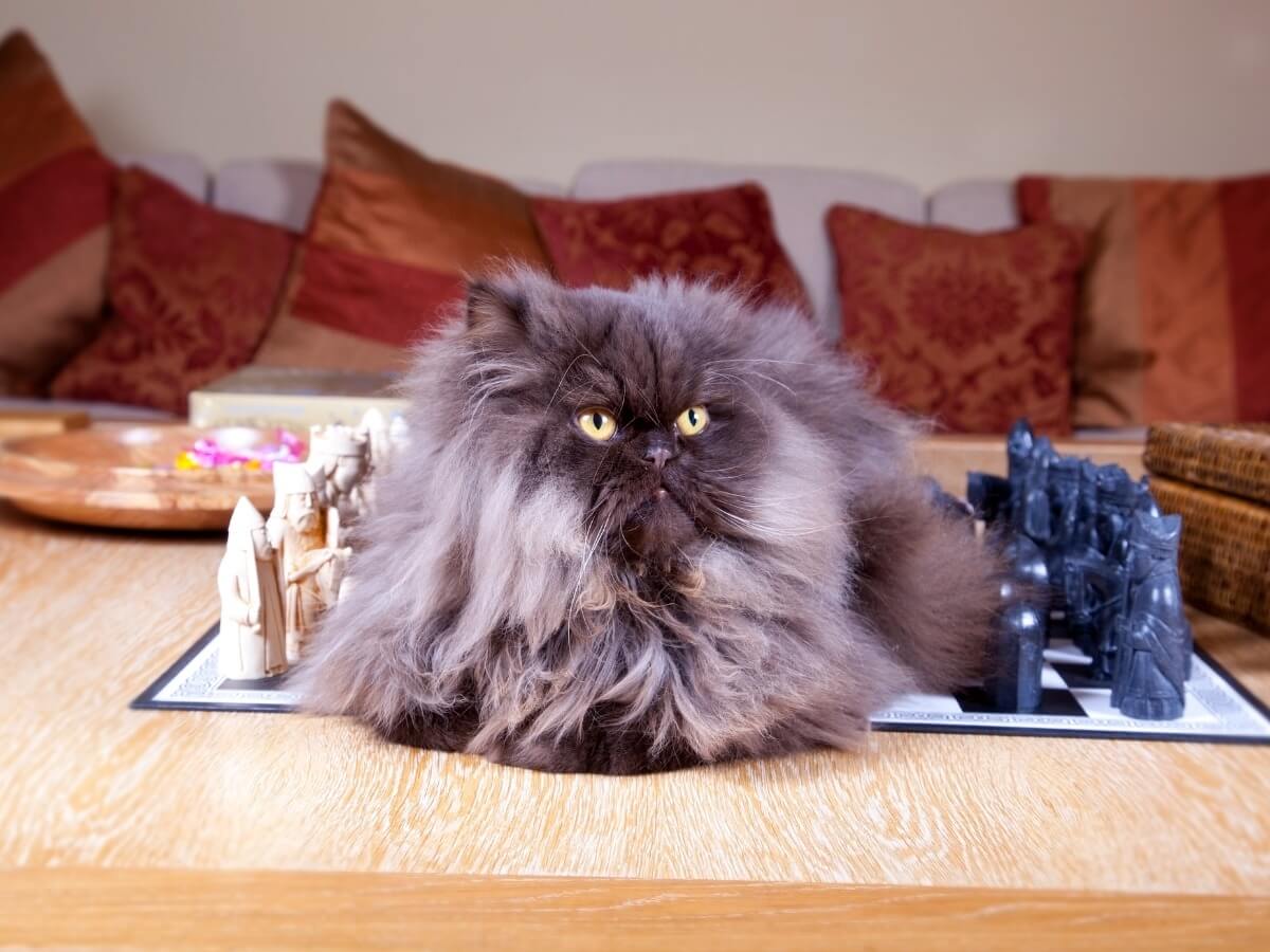 A Persian cat of the smoke type.