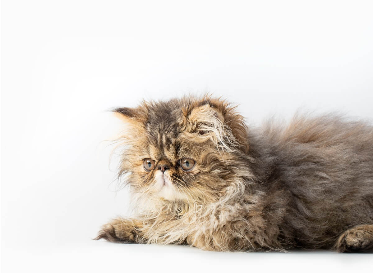 Uno de los tipos de gato persa.