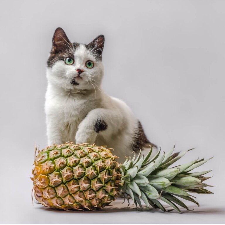 ¿Los gatos pueden comer piña?