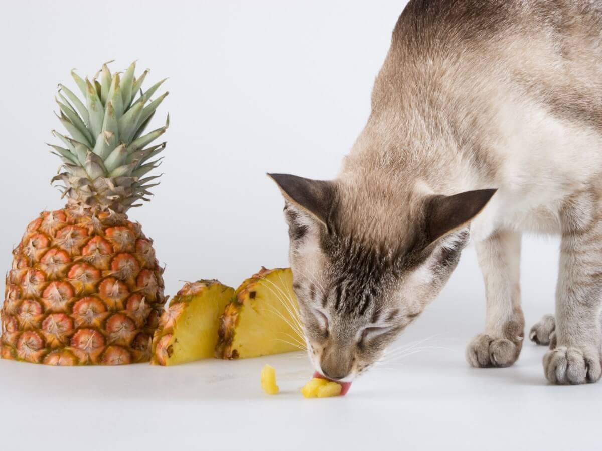 Un gato y una piña.