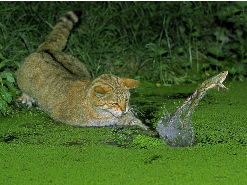 Un gato salvaje cazando