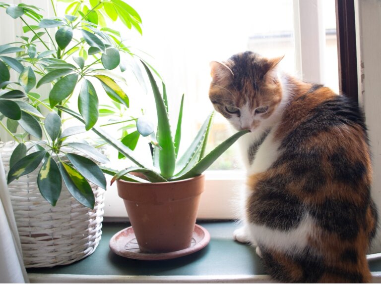Aloe vera para gatos: usos y beneficios