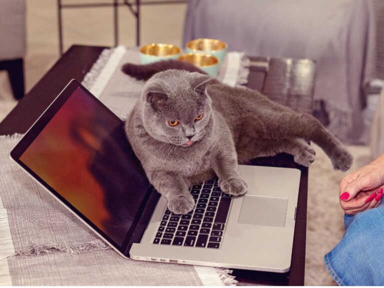 ¿Por qué a mi gato le atrae el ordenador?