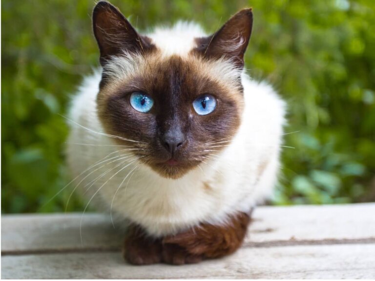 Cuidados de gatos siameses