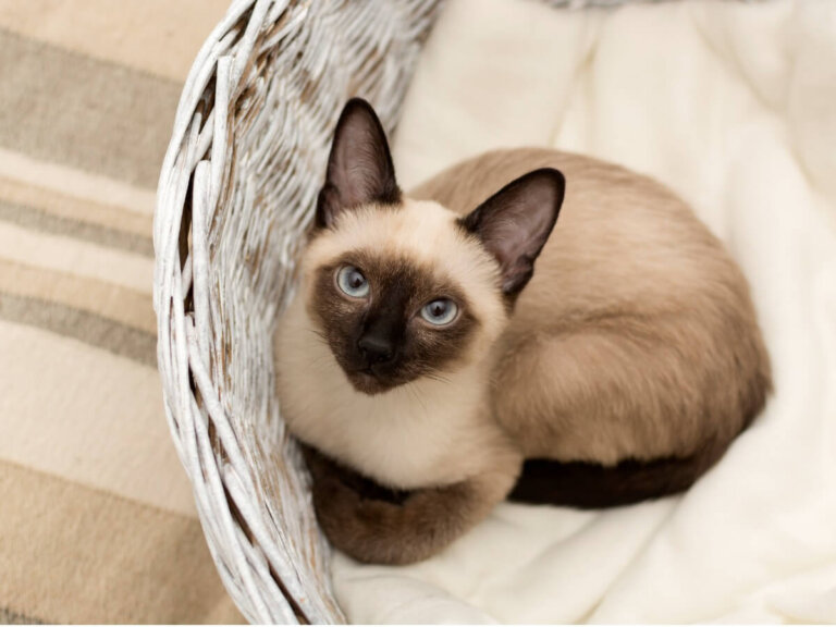 9 razas de gatos más longevas
