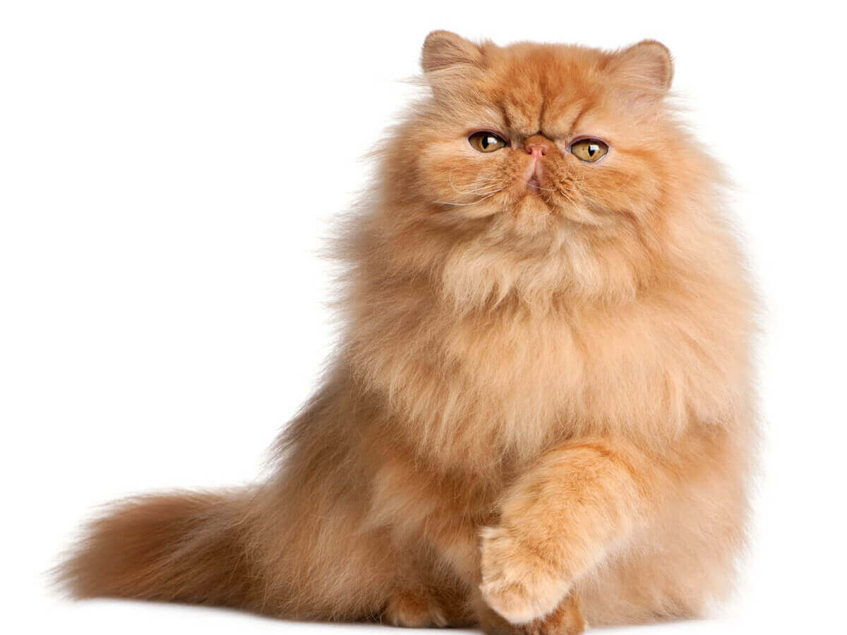 Den persiske katten er en av de oransje rasene.