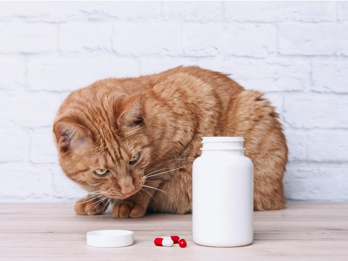 Nolotil pour chats est un médicament très utile.