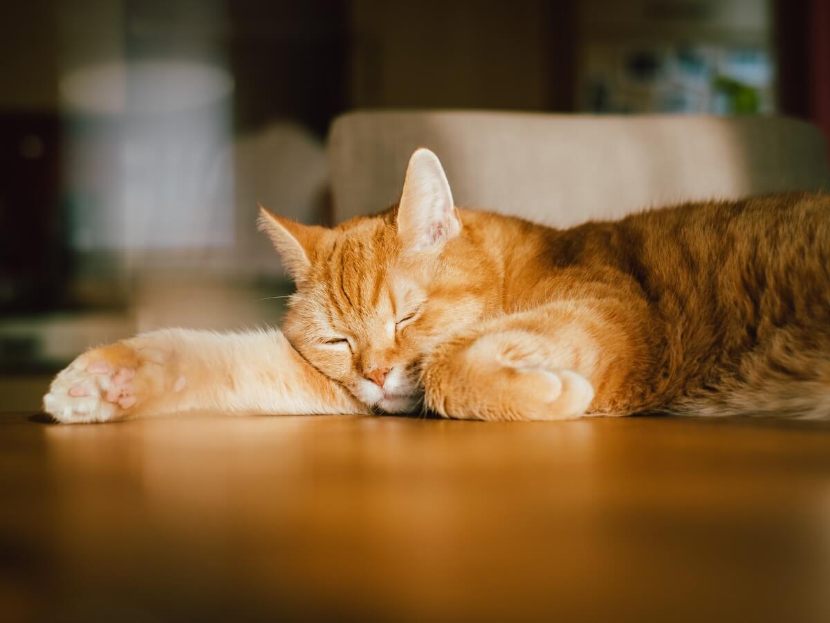 Si los gatos toman valeriana, pueden tranquilizarse.