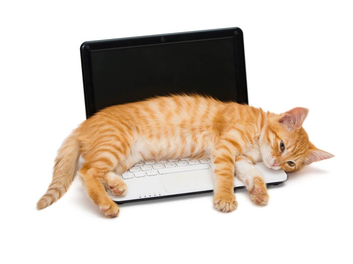 Un gato tumbado sobre un ordenador.