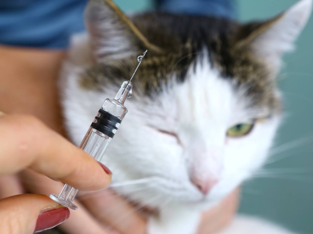 Un gatto vaccinato.