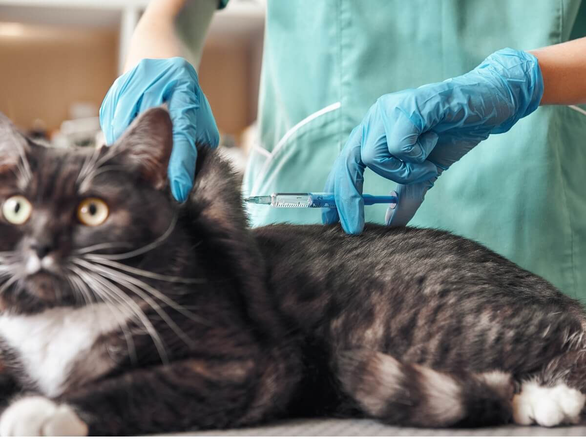 Un gato en el veterinario.