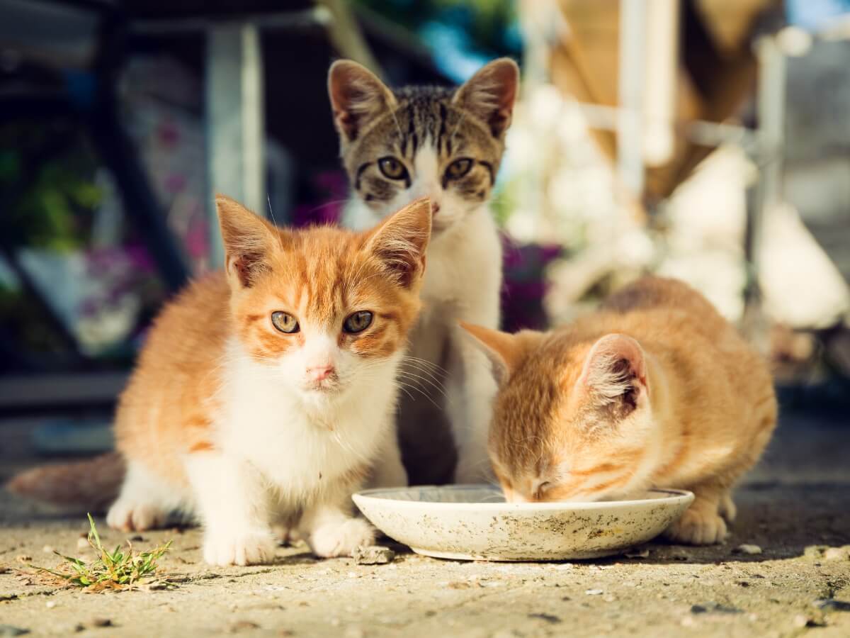 Unos gatos callejeros bebiendo leche.