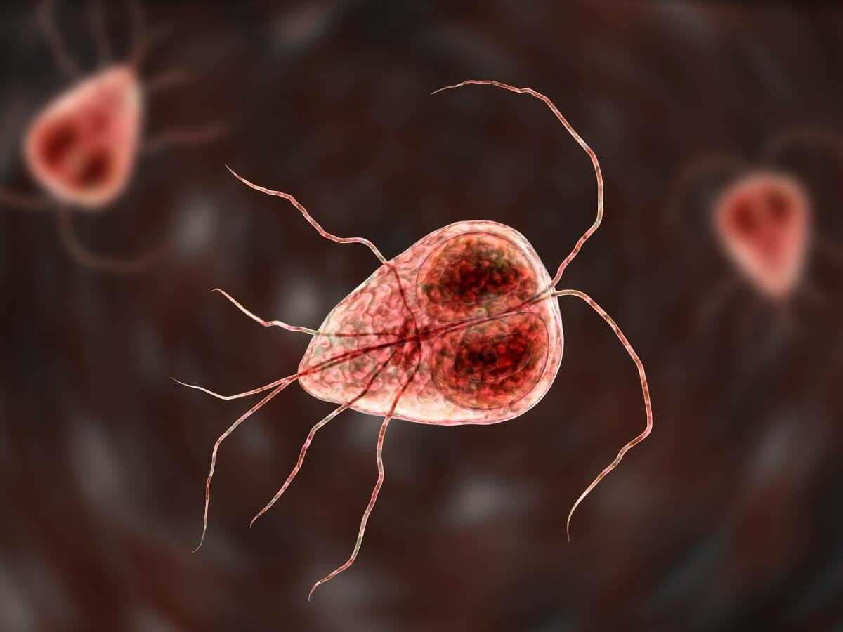 Giardia intestinalis, un protozoo.