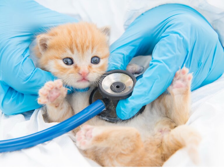 Giardiasis en gatos: síntomas, infección y tratamientos