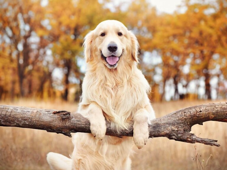 Peso del golden retriever: tabla de crecimiento del primer año