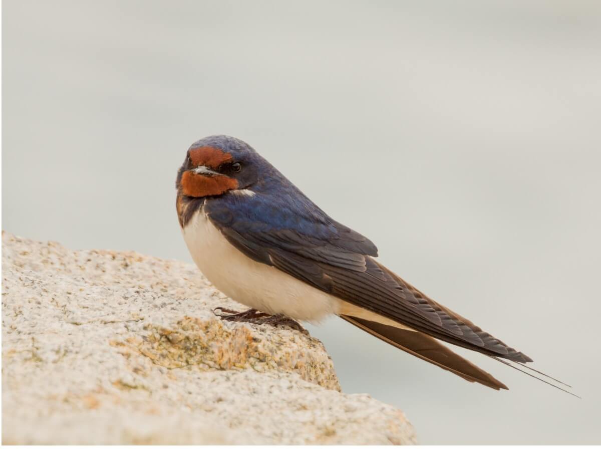 Une hirondelle posée sur une pierre.