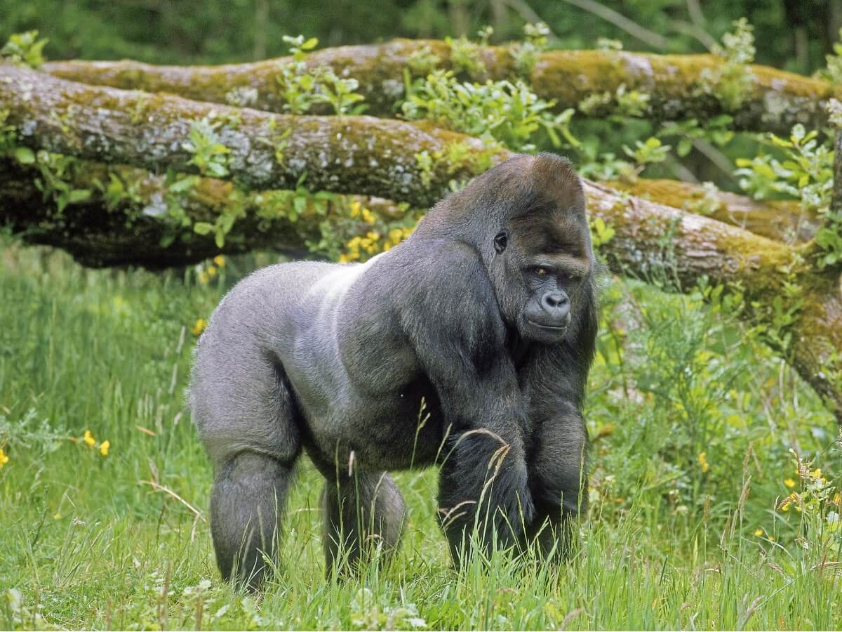 Uno de los animales en peligro de extinción en el 2021.