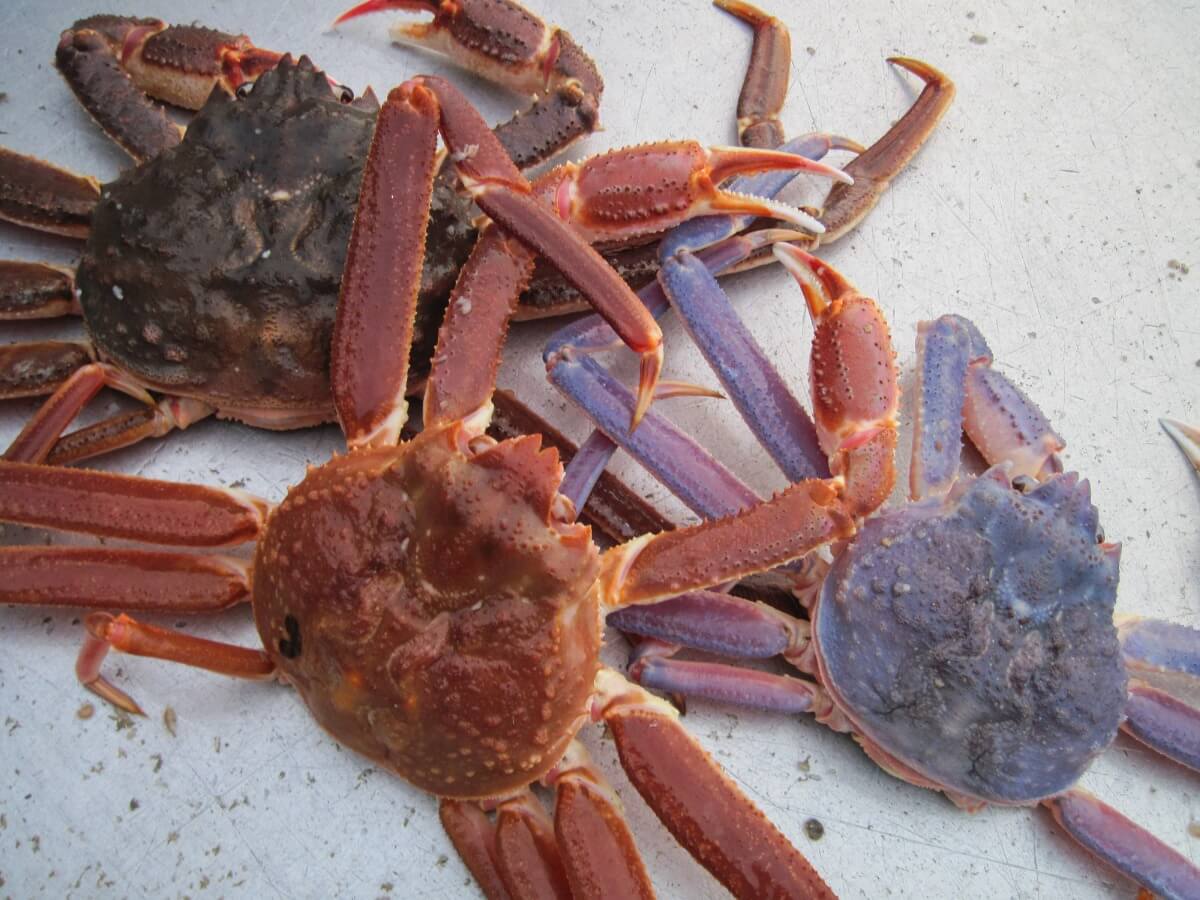 En grupp krabbor