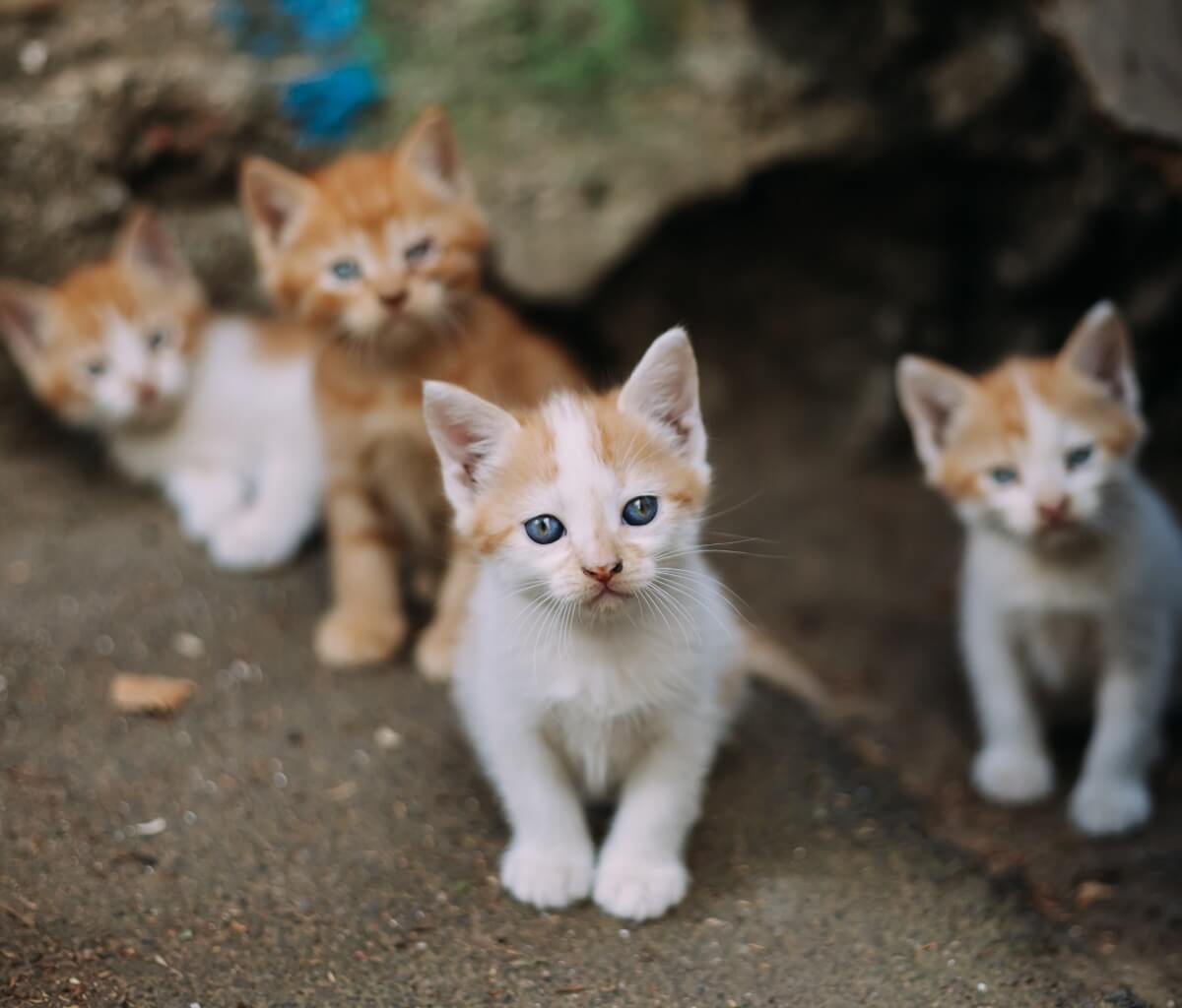 Un grupo de gatos callejeros. 